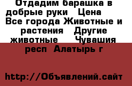 Отдадим барашка в добрые руки › Цена ­ 1 - Все города Животные и растения » Другие животные   . Чувашия респ.,Алатырь г.